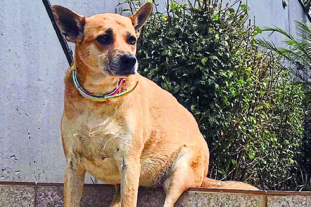 Uso de coleira repelente em cães é uma forma de prevenir a doença em regiões endêmicas