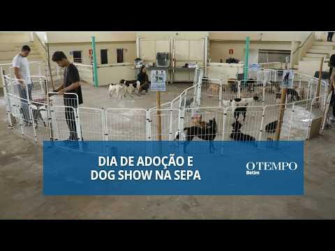 Evento especial de adoção movimentou a Sepa de Betim neste sábado